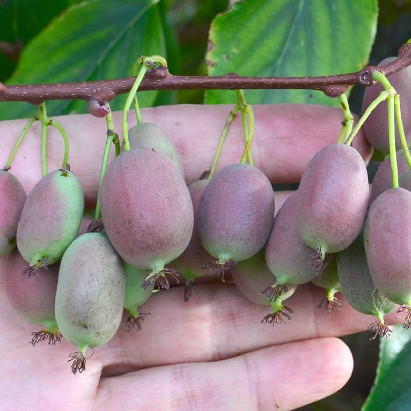 Kiwi (Actinidia arguta) BINGO