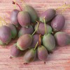 Kiwi (Actinidia arguta) BINGO