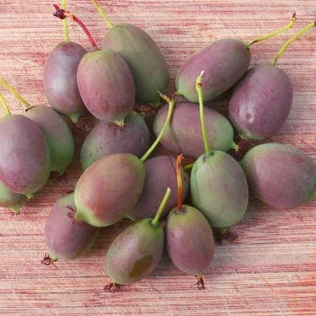 Kiwi (Actinidia arguta) BINGO