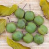 Kiwi (Actinidia arguta) CHANG BAI