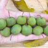 Kiwi (Actinidia arguta) CHANG BAI