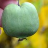 Kiwi (Actinidia arguta) CHANG BAI