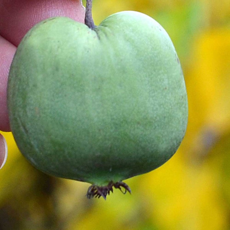 Kiwi (Actinidia arguta) CHANG BAI