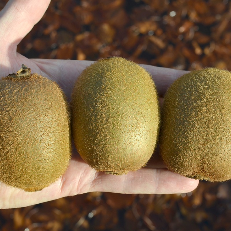 Kiwi (Actinidia deliciosa) HAYWARD