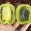 Kiwi (Actinidia deliciosa) HAYWARD