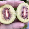 Kiwi (Actinidia chinensis var. rufopulpa) HONGYANG