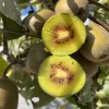Kiwi (Actinidia chinensis var. rufopulpa) HONGYANG
