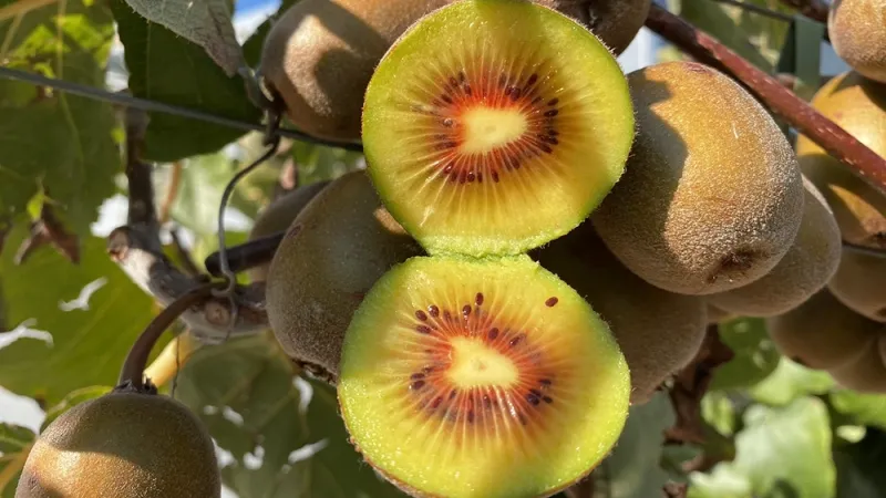 Actinidia chinensis - Cesta divokého čínskeho kiwi až na pulty obchodov