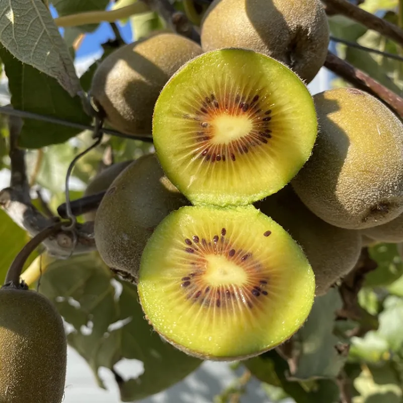 Kiwi (Actinidia chinensis var. rufopulpa) HONGYANG
