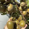 Kiwi (Actinidia chinensis var. rufopulpa) HONGYANG