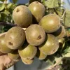 Kiwi (Actinidia chinensis var. rufopulpa) HONGYANG