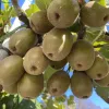 Kiwi (Actinidia chinensis var. rufopulpa) HONGYANG