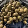Kiwi (Actinidia chinensis var. rufopulpa) HONGYANG