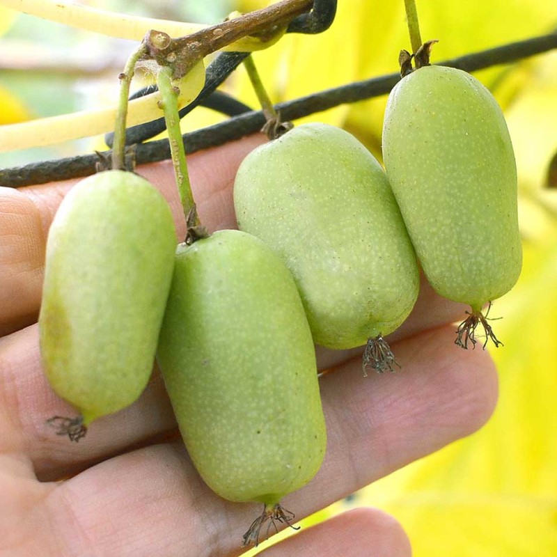 Kiwi (Actinidia arguta) JUMBO
