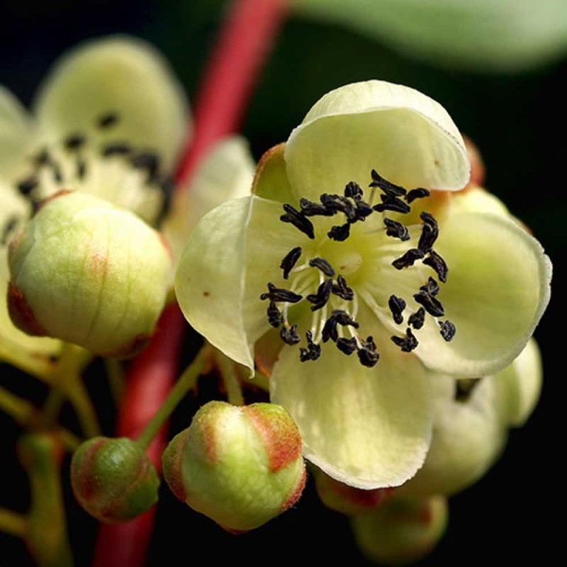 Kiwi  (Actinidia arguta) OPEĽOVAČ