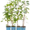 Kiwi (Actinidia arguta) VITIKIWI