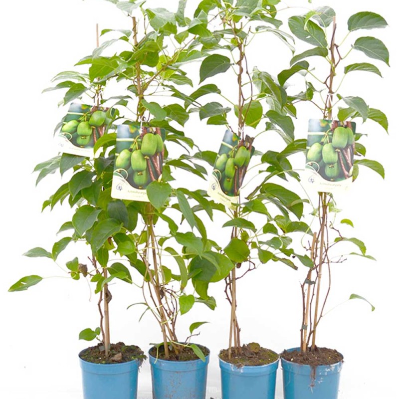 Kiwi (Actinidia arguta) PURPURNAYA SADOVAYA