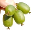 Kiwi (Actinidia arguta) VITIKIWI
