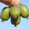 Kiwi (Actinidia arguta) VITIKIWI
