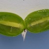 Kiwi (Actinidia arguta) VITIKIWI