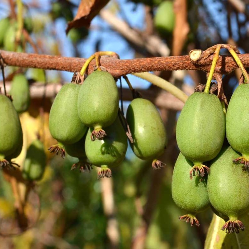 Kiwi (Actinidia arguta) VITIKIWI