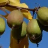 Kiwi (Actinidia arguta) WEIKI