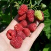 Malina (Rubus idaeus) BENEFIS