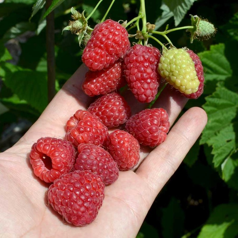 Malina (Rubus idaeus) BENEFIS