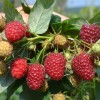 Malina (Rubus idaeus) DELNIWA