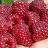 Malina (Rubus idaeus) ELIDA®