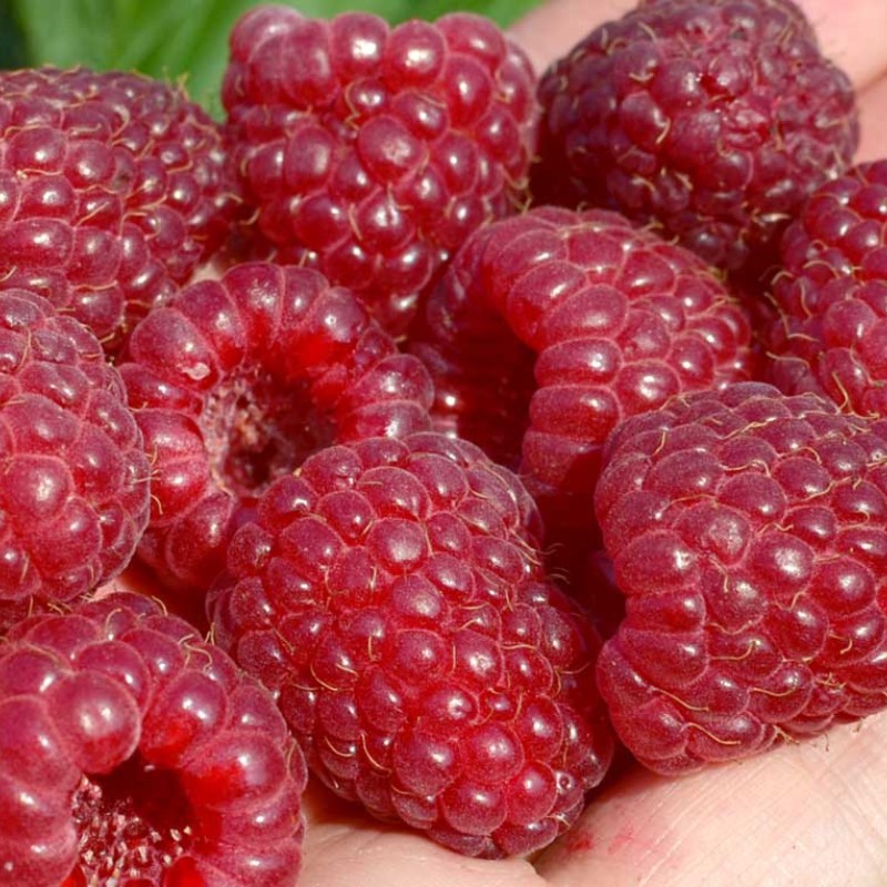 Malina (Rubus idaeus) ELIDA®