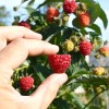 Raspberry (Rubus idaeus) GERAKL
