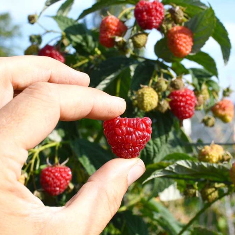 Raspberry (Rubus idaeus) GERAKL