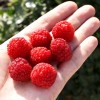 Raspberry (Rubus idaeus) GERAKL