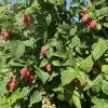 Malina (Rubus idaeus) GORDOSŤ ROSSII