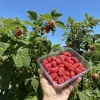 Malina (Rubus idaeus) GORDOSŤ ROSSII