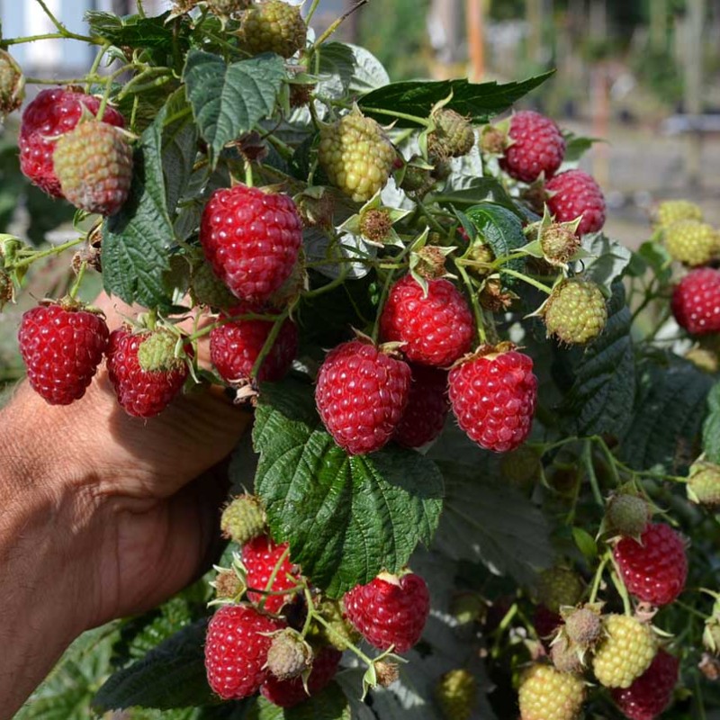 Malina (Rubus idaeus) HIMBO-TOP®