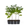 Malina (Rubus idaeus) NEDOSJAGEMAJA