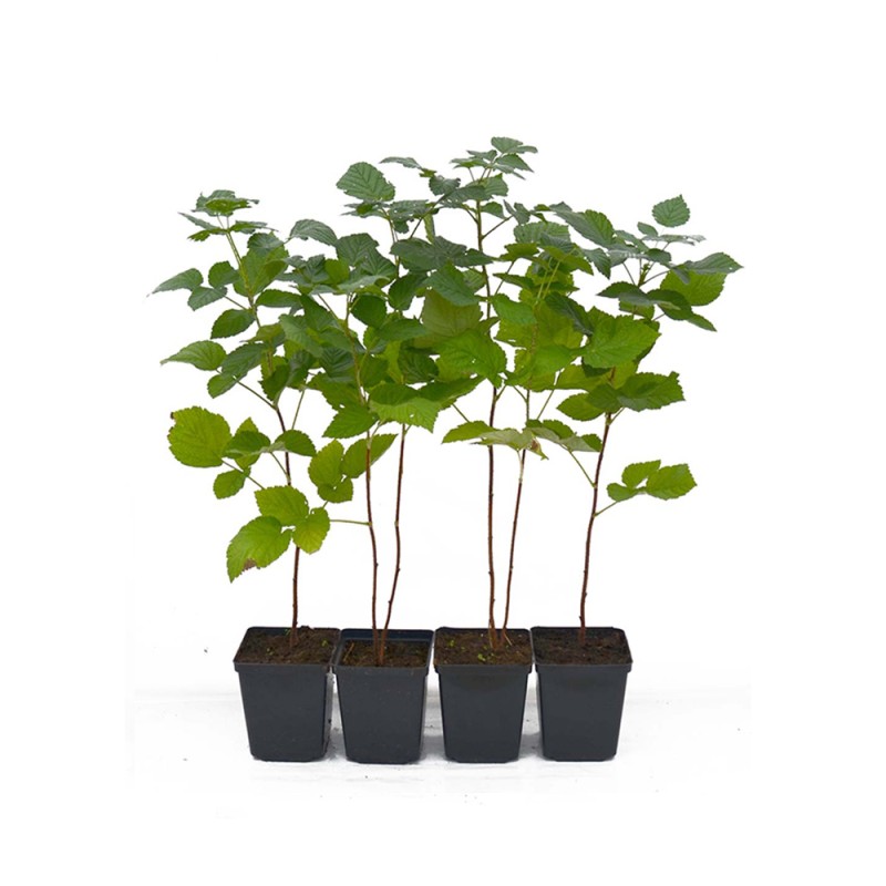 Himbeere (Rubus idaeus) PRIMARA