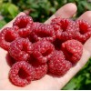 Himbeere (Rubus idaeus) RUBYFALL(S)