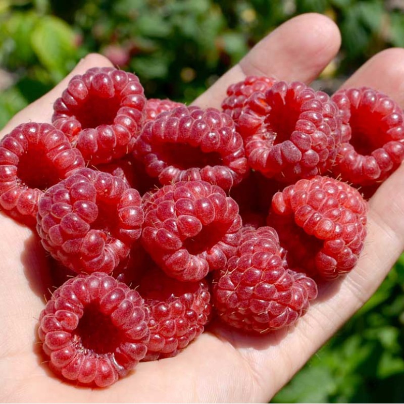 Himbeere (Rubus idaeus) RUBYFALL(S)