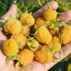 Himbeere (Rubus idaeus) SCHOLTY GIGANT