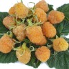 Himbeere (Rubus idaeus) SCHOLTY GIGANT