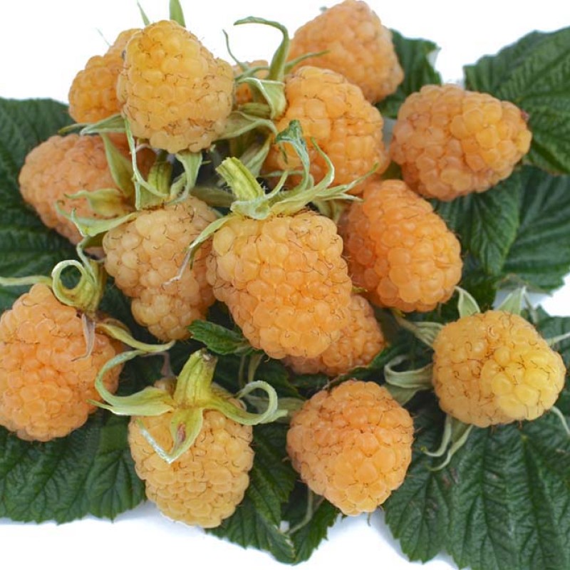 Himbeere (Rubus idaeus) SCHOLTY GIGANT
