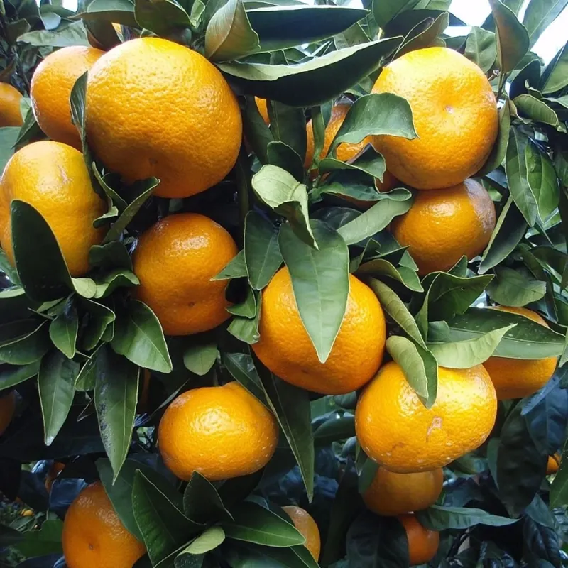 Klementínka (Citrus clementina) ORONULES