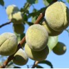 Mandľa hybridná (Prunus amygdalopersica) ROBIJN