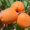 Marhuľa (Prunus armeniaca) CLARINA