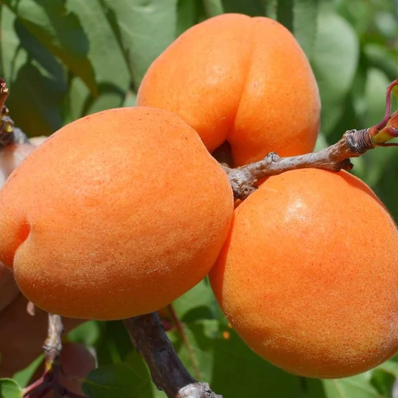 Marhuľa (Prunus armeniaca) CLARINA