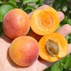 Marhuľa (Prunus armeniaca) EARLY ORANGE