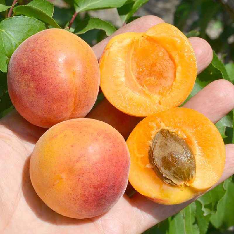 Marhuľa (Prunus armeniaca) EARLY ORANGE